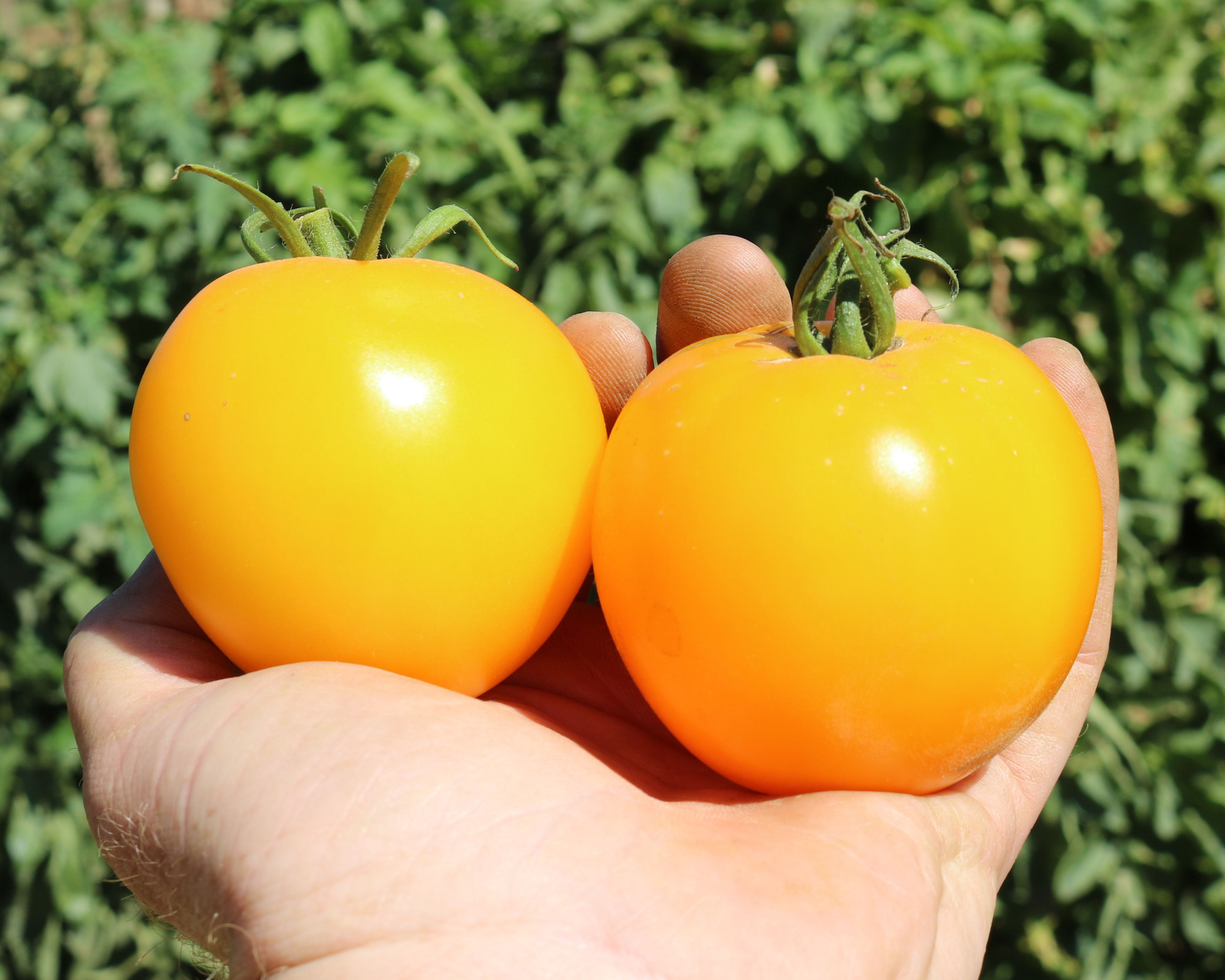 Lemon Boy Plus Hybrid Tomato Seeds - Blessings Grow Meadows