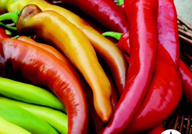 Mexican Sunset Hot Banana Hybrid Pepper - Blessings Grow Meadows