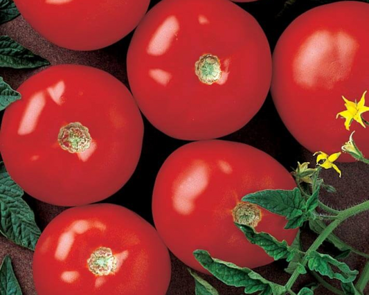 Several ripe, large Mountain Fresh Plus Hybrid tomatoes by Seeds 'n Such are arranged closely together, with green leaves and a yellow flower nearby. The smooth, glossy tomatoes highlight this fresh, healthy produce.