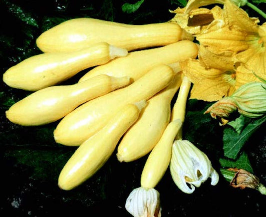Multipik Hybrid Summer Squash Seeds - Blessings Grow Meadows