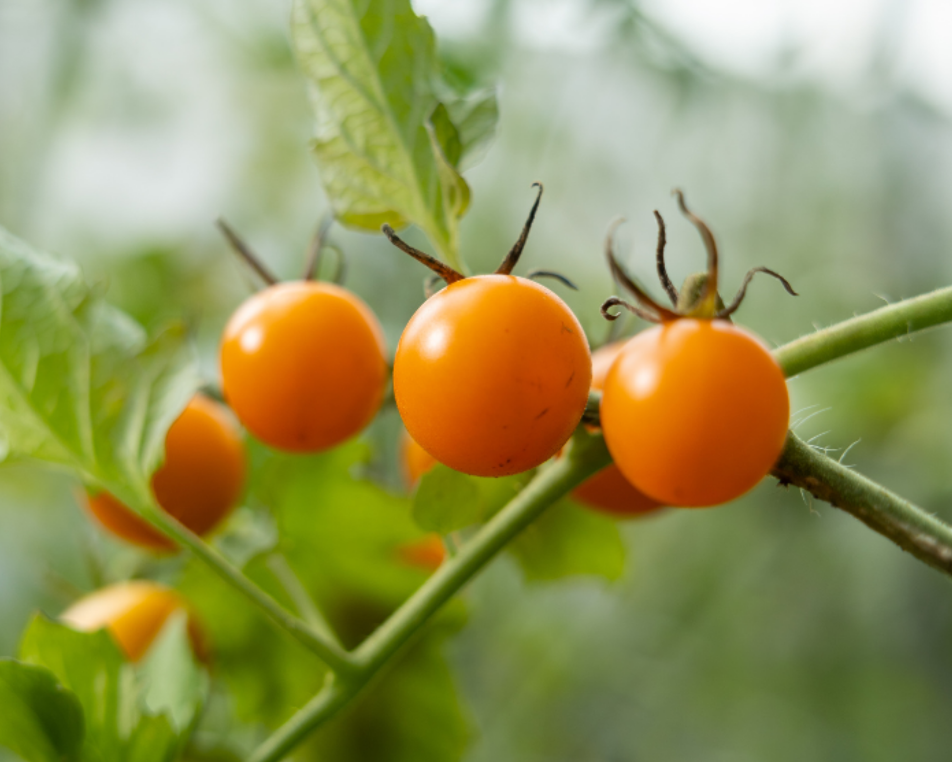 Sun Gold Hybrid Tomato Seeds - Blessings Grow Meadows