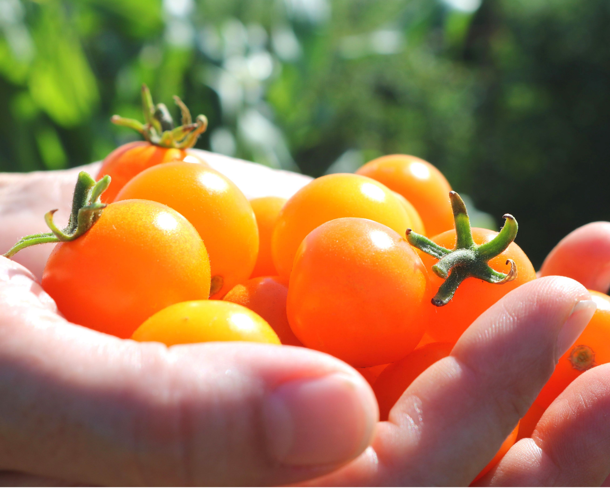 Sun Sugar Hybrid Tomato Seeds - Blessings Grow Meadows