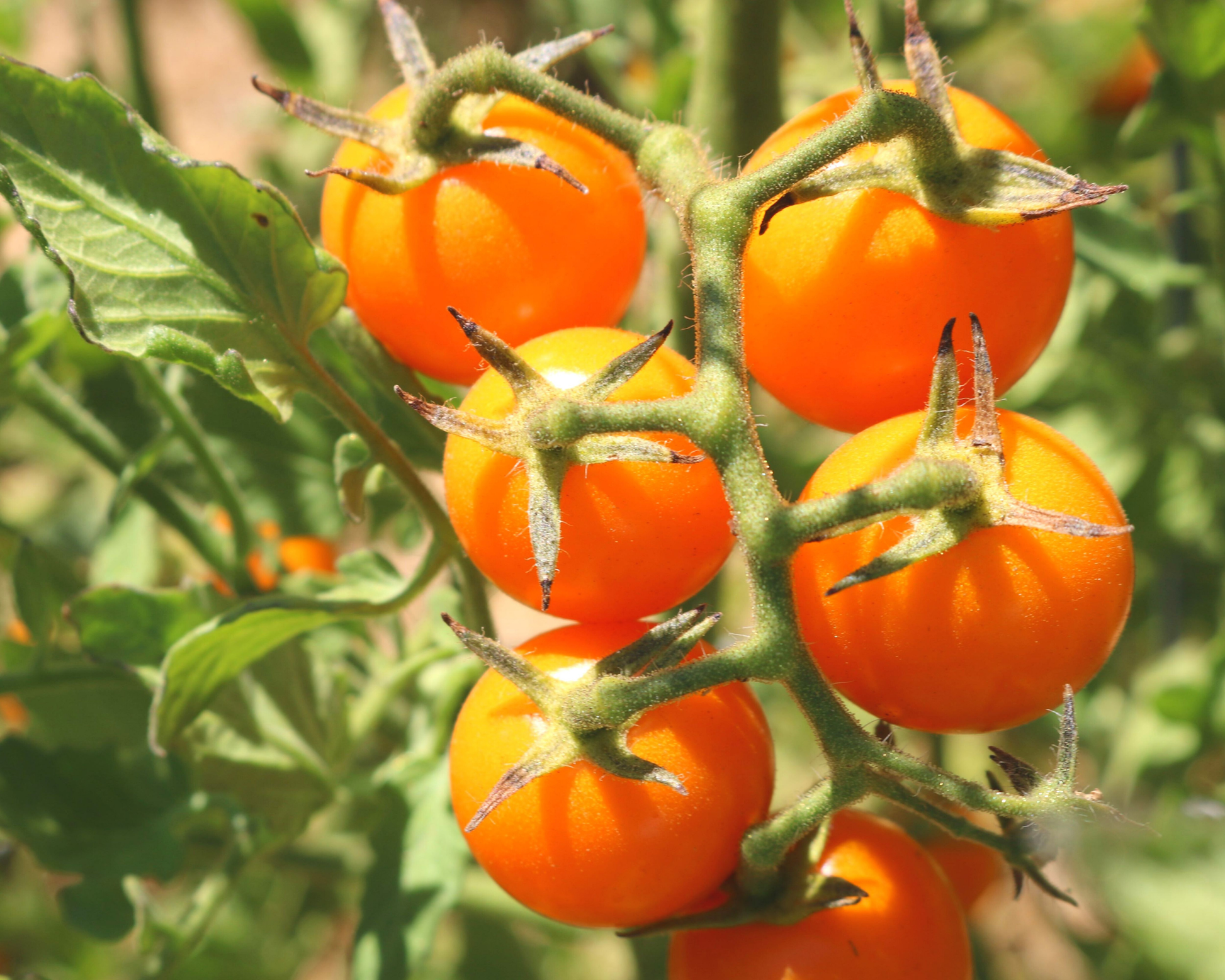Sun Sugar Hybrid Tomato Seeds - Blessings Grow Meadows