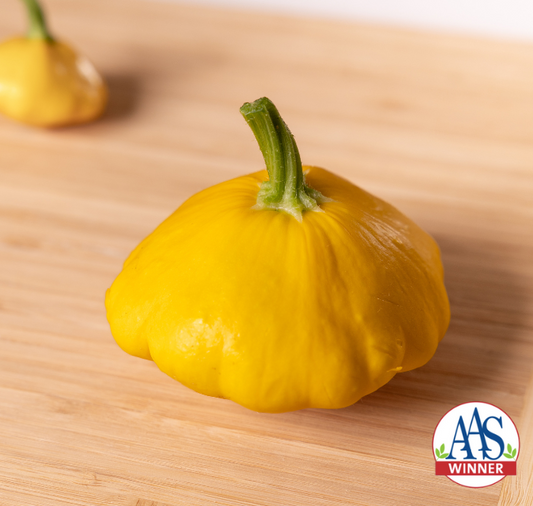 Sunburst Hybrid Summer Squash Seeds - Blessings Grow Meadows
