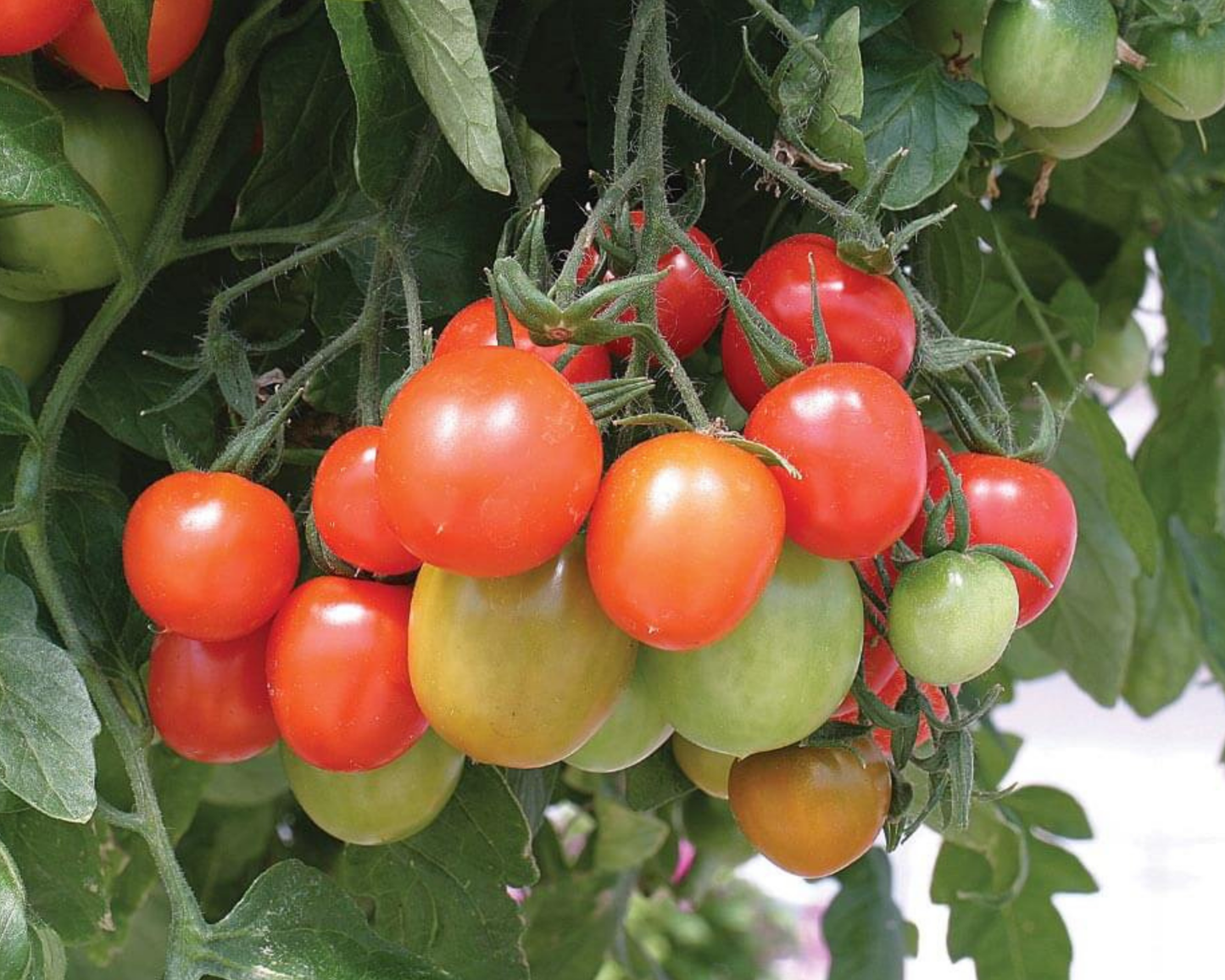 Tumbling Tom Red Tomato Seeds - Blessings Grow Meadows