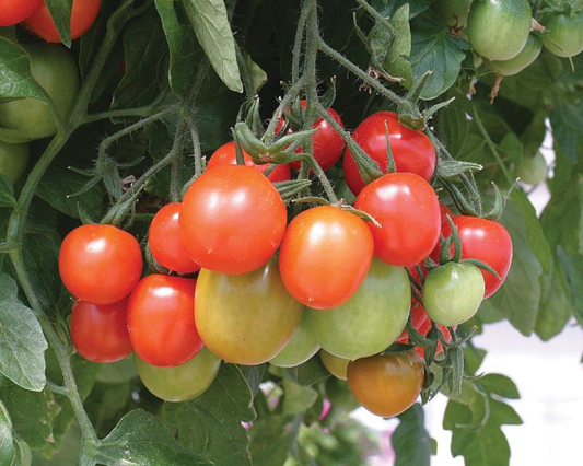 Tumbling Tom Red Tomato Seeds - Blessings Grow Meadows