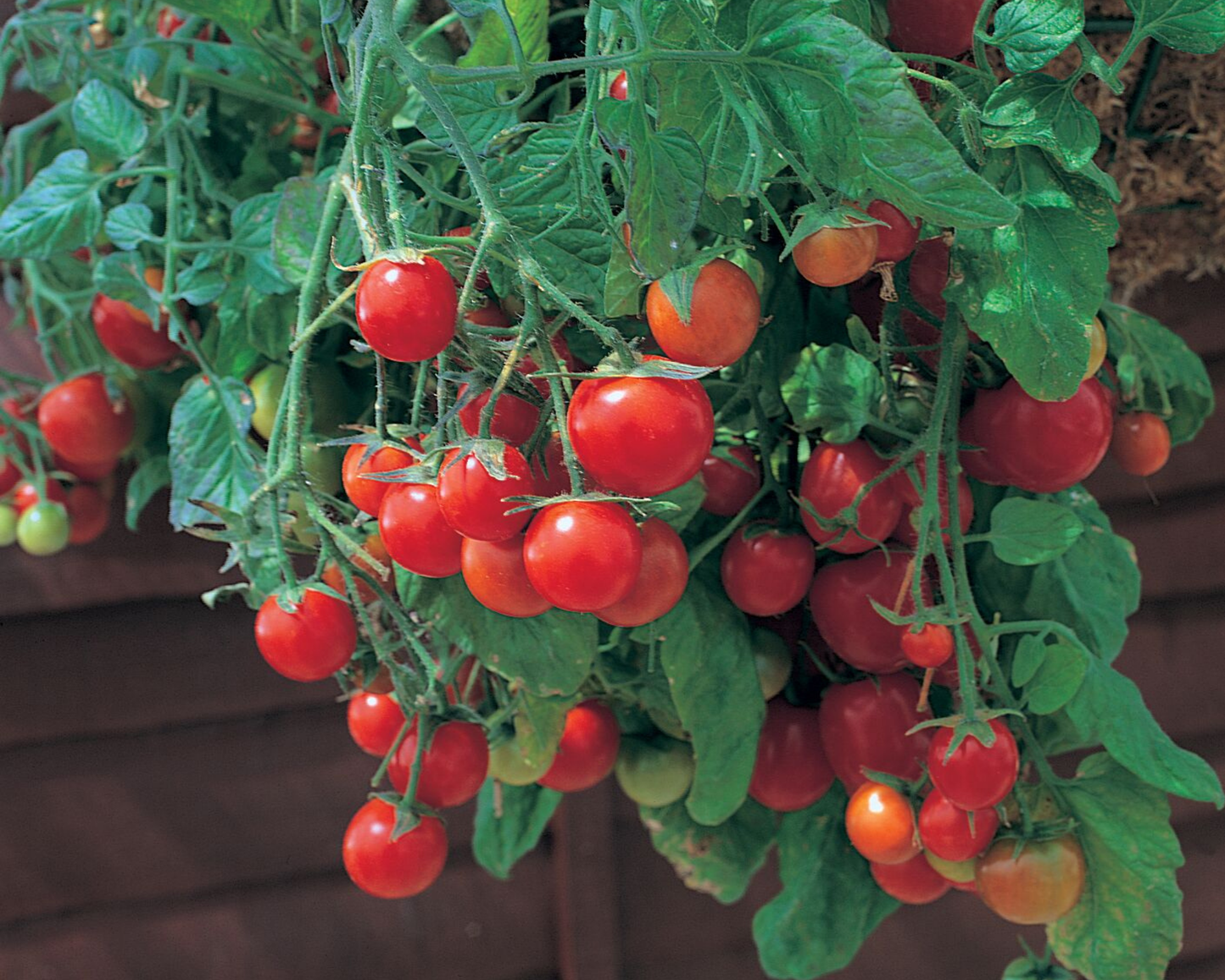 Tumbling Tom Red Tomato Seeds - Blessings Grow Meadows