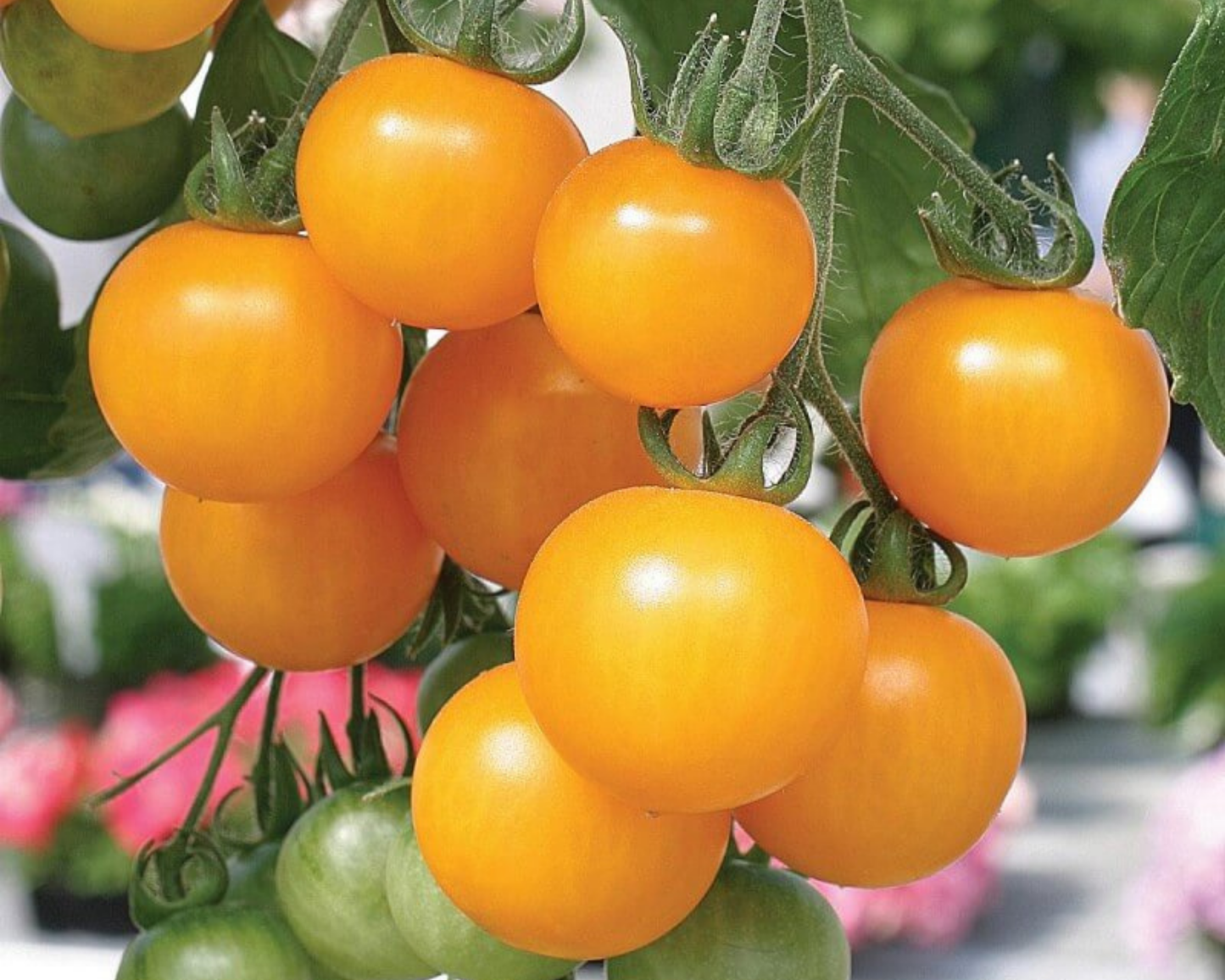 Tumbling Tom Yellow Tomato Seeds - Blessings Grow Meadows