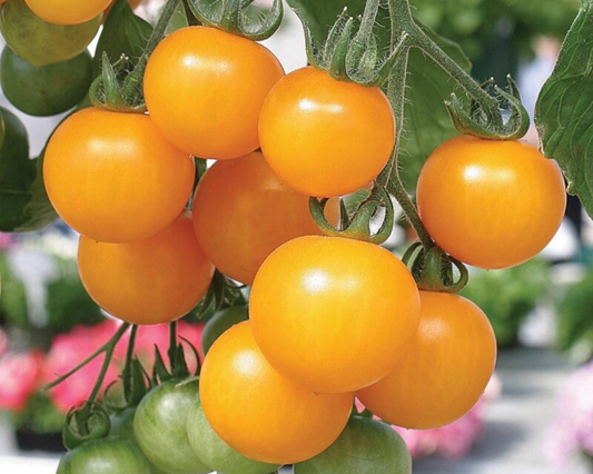 Tumbling Tom Yellow Tomato Seeds - Blessings Grow Meadows