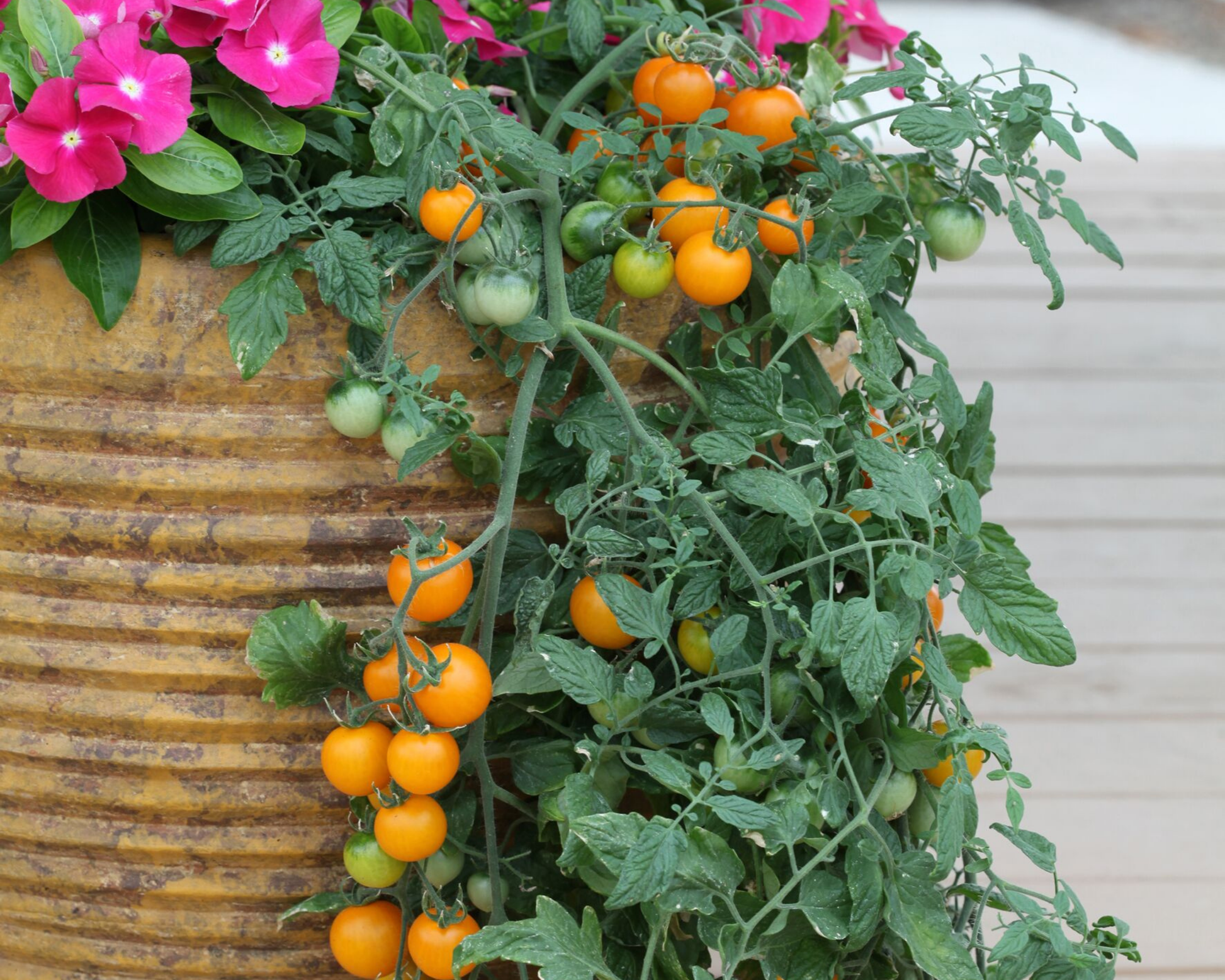 Tumbling Tom Yellow Tomato Seeds - Blessings Grow Meadows