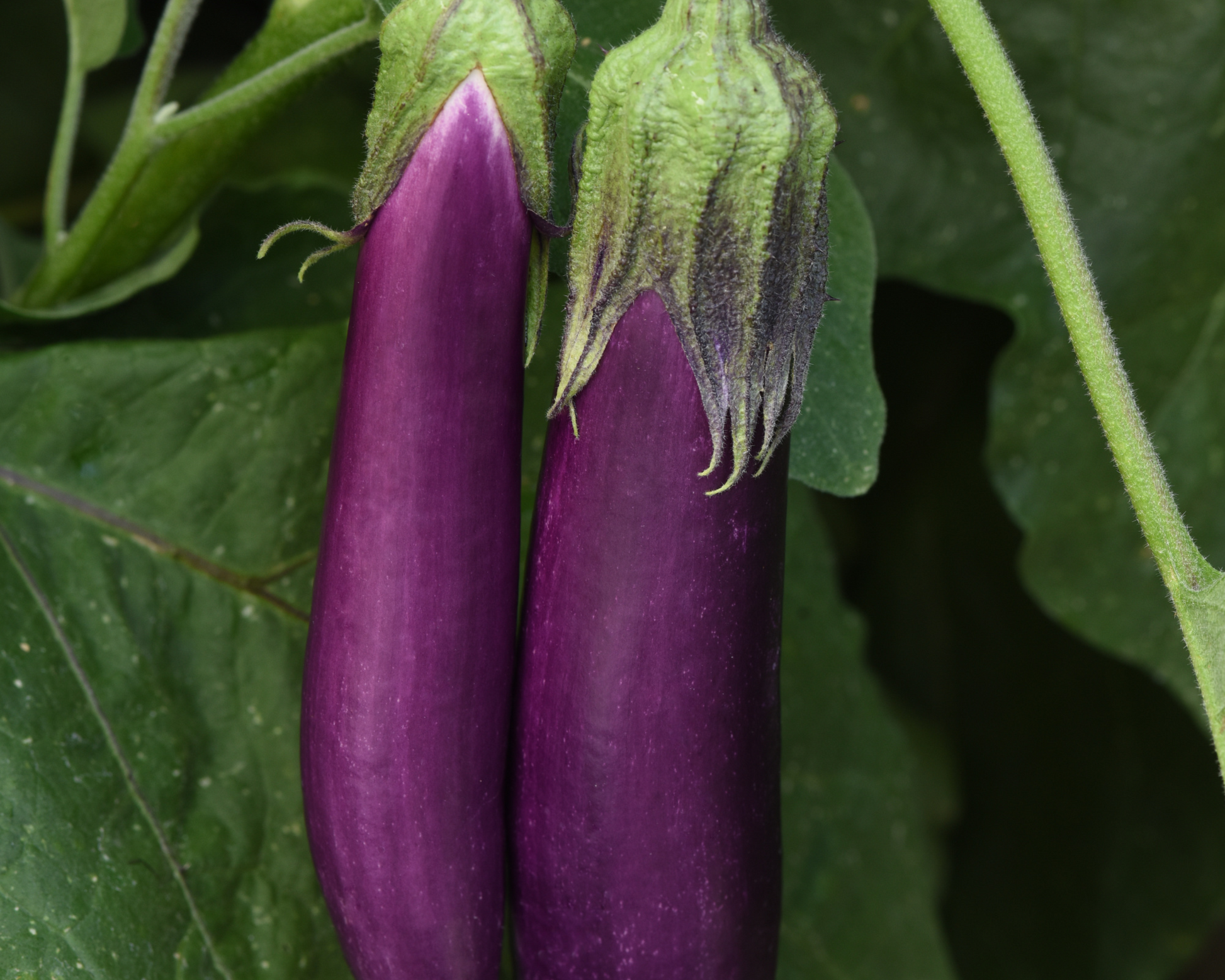 Violet Delight Hybrid Eggplant Seeds - Blessings Grow Meadows