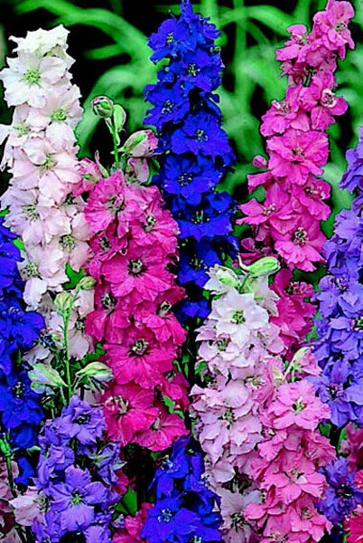 Giant Imperial Mix Larkspur Seeds - Blessings Grow Meadows