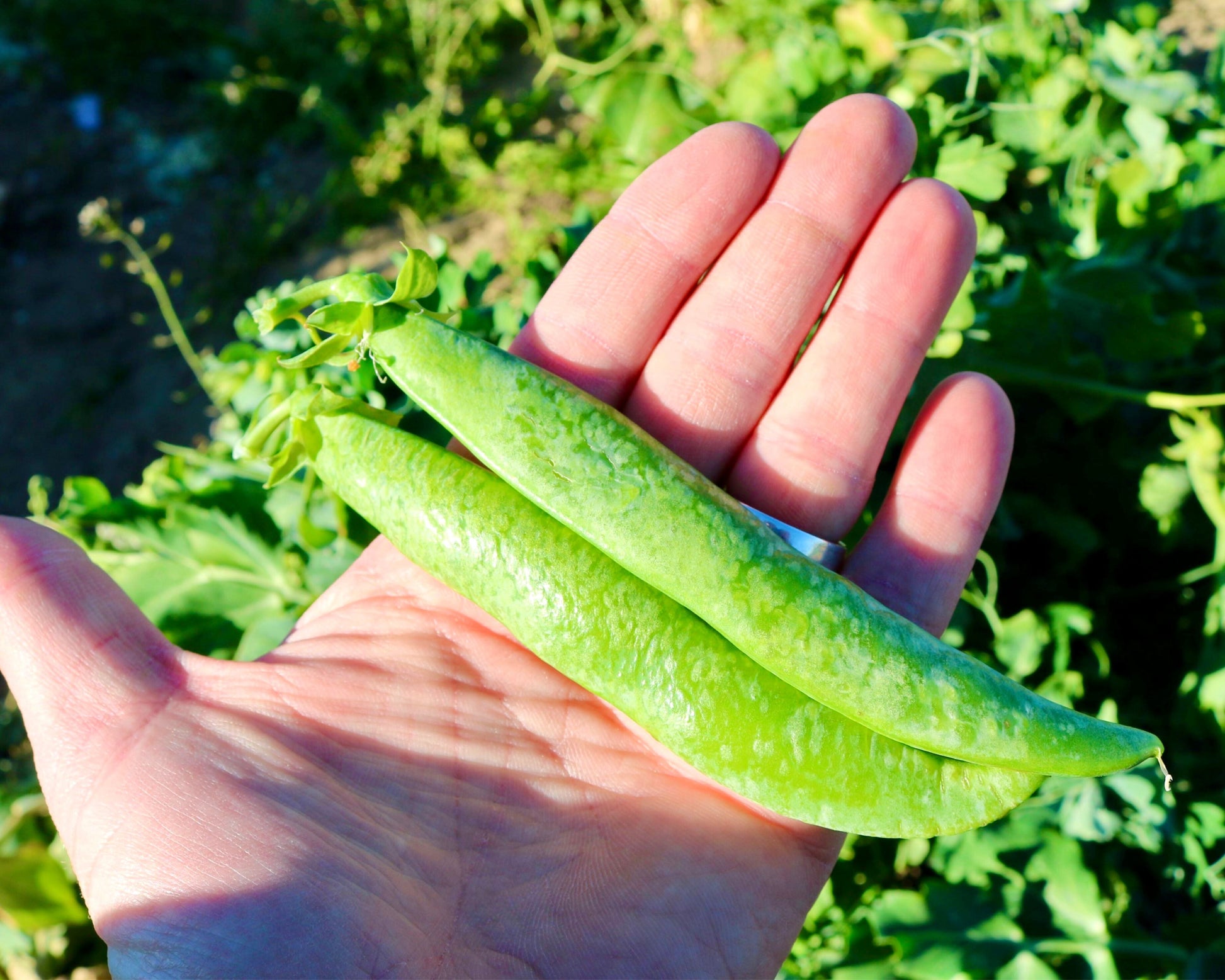 Mr. Big Pea Seeds - Blessings Grow Meadows