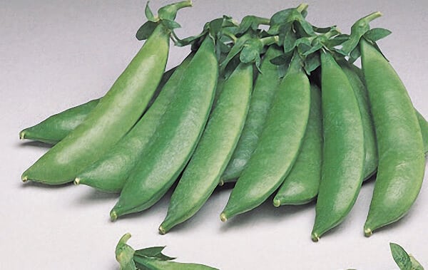 Sugar Sprint Pea Seeds - Blessings Grow Meadows
