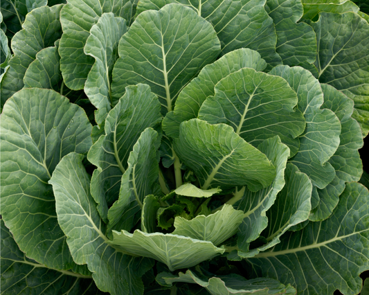 Top Bunch 2.0 Hybrid Collard Seeds - Blessings Grow Meadows