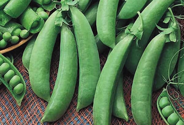Cascadia Pea Seeds - Blessings Grow Meadows