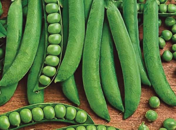 Green Arrow Pea Seeds - Blessings Grow Meadows