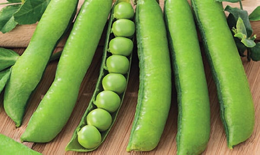 Wando Pea Seeds - Blessings Grow Meadows