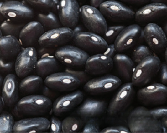 Black Turtle Bean Seeds - Blessings Grow Meadows