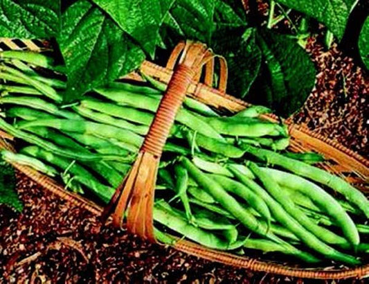 Bush Kentucky Wonder 125 Bean Seeds - Blessings Grow Meadows