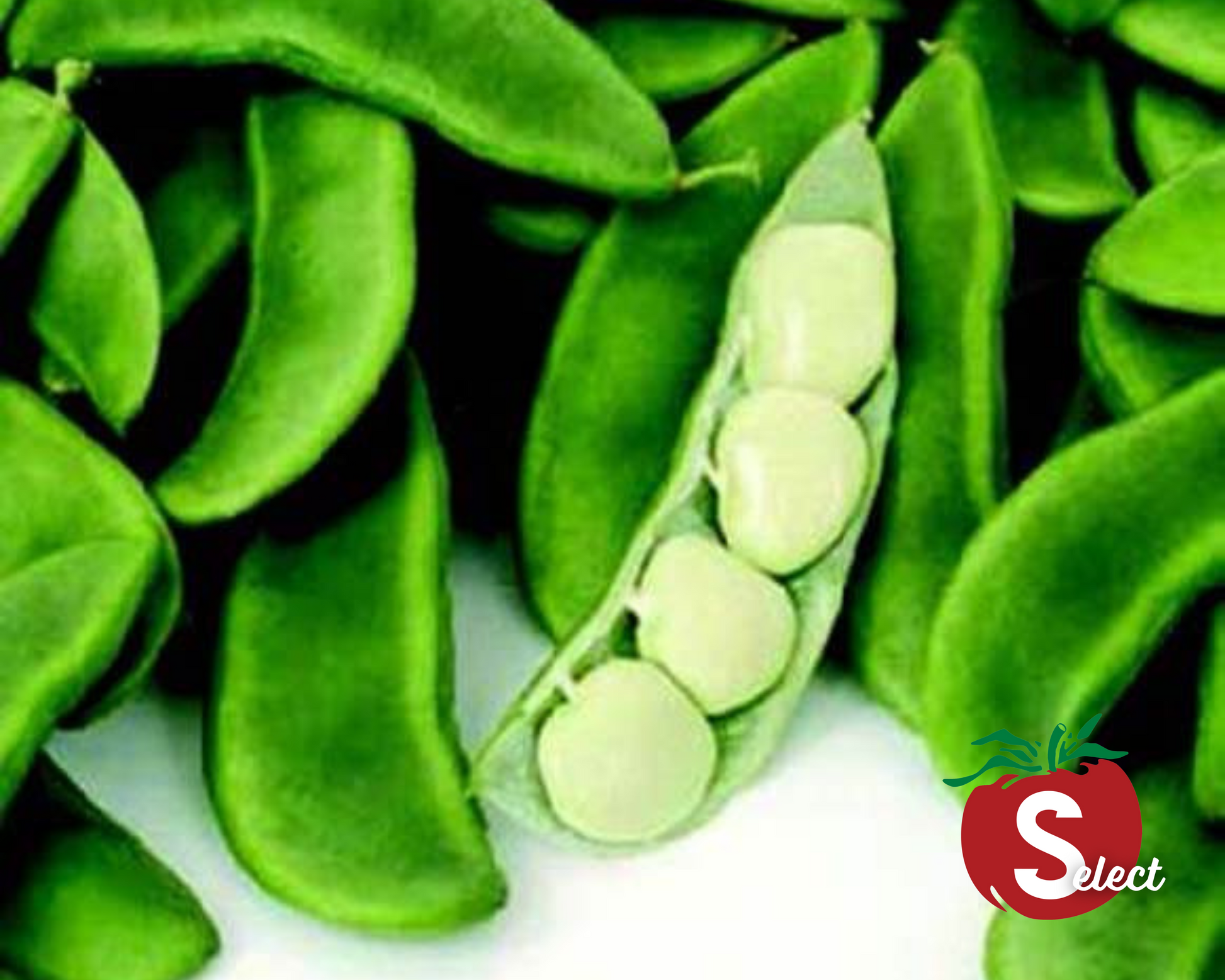 Fordhook 242 Bean Seeds - Blessings Grow Meadows