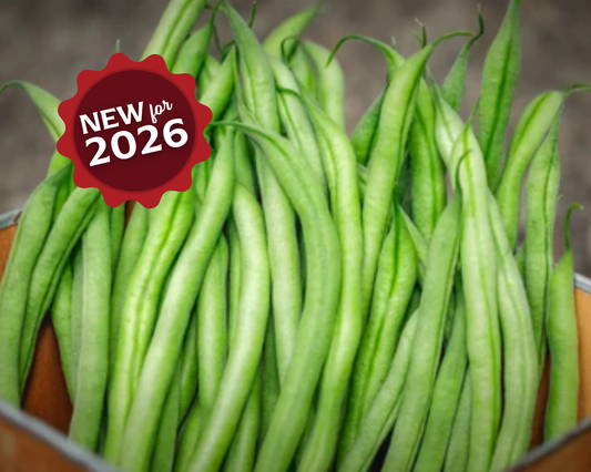 French Filet Bean Seeds - Blessings Grow Meadows