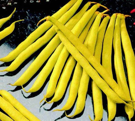 Improved Golden Wax (or Topnotch) Bean Seeds - Blessings Grow Meadows