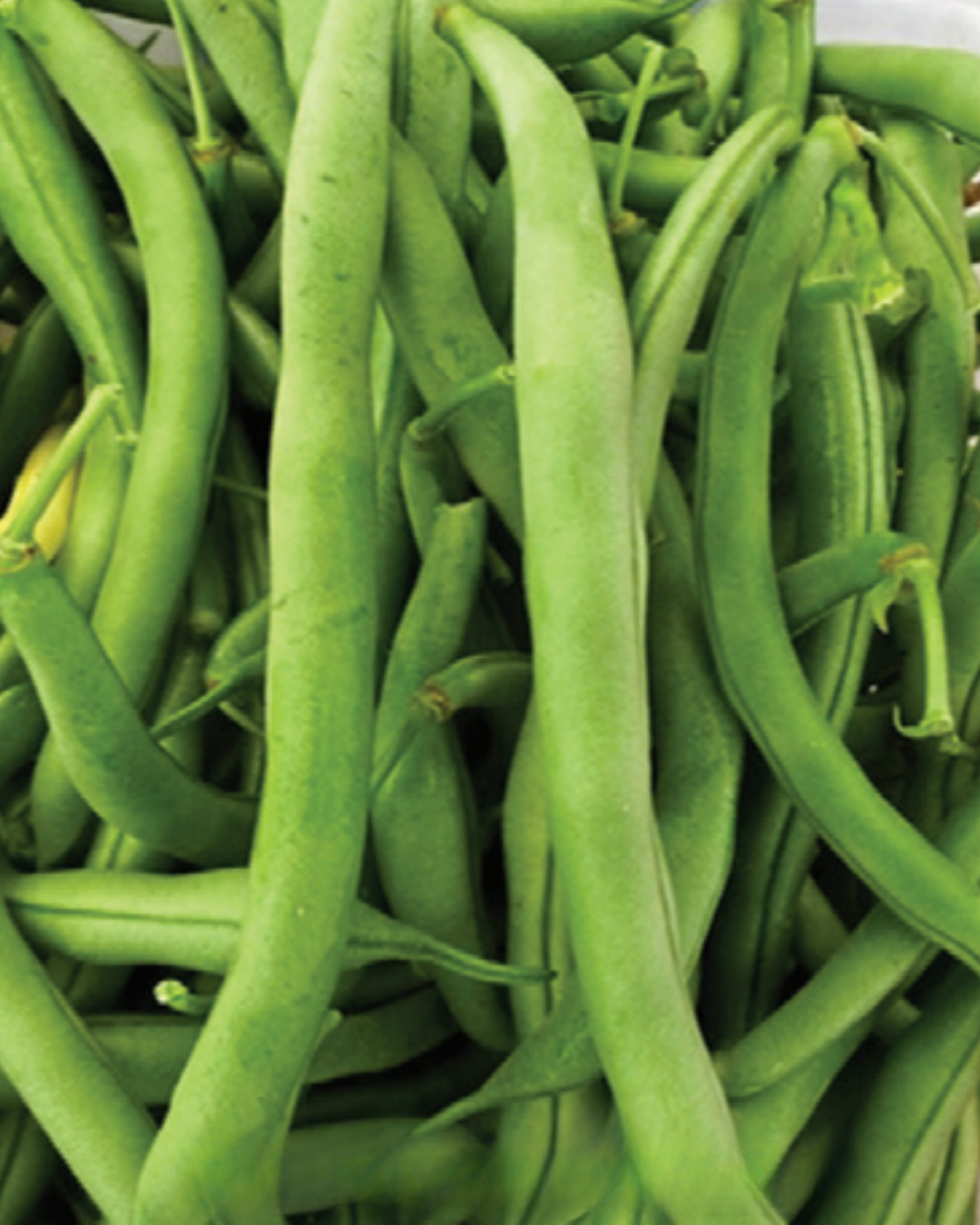 Kentucky Wonder Bean Seeds | Heirloom Pole Beans for Sale
