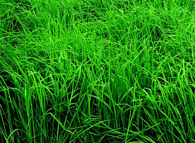 Orchardgrass - Blessings Grow Meadows