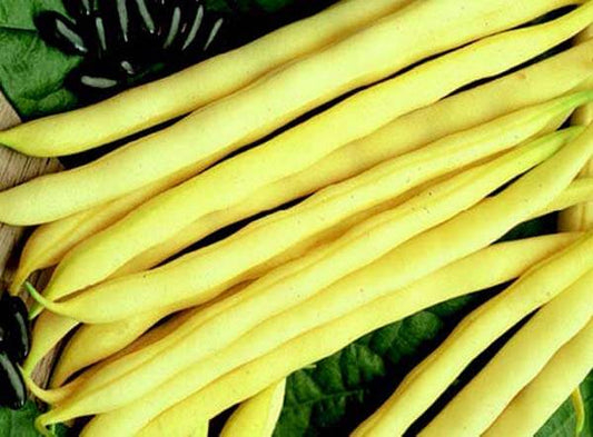 Pencil Pod Black Wax Bean Seeds - Blessings Grow Meadows