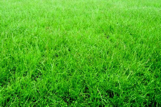 Permanent Pasture Mixture - Blessings Grow Meadows