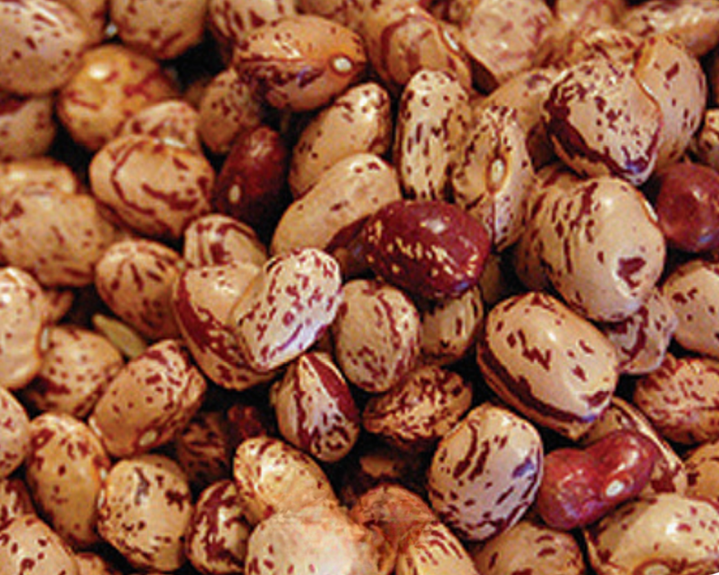 Pinto Bean Seeds - Blessings Grow Meadows
