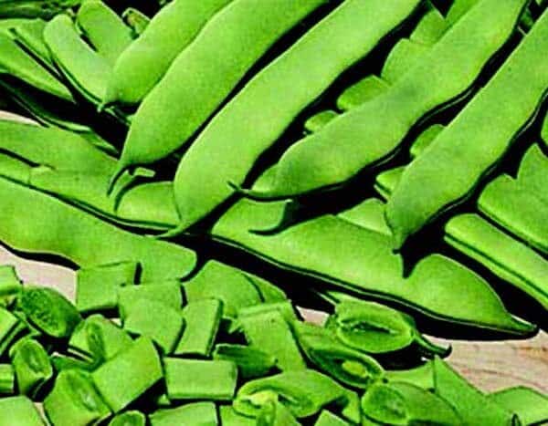 Roma II Bean Seeds - Blessings Grow Meadows