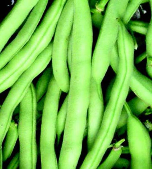 Tenderette Bean Seeds - Blessings Grow Meadows