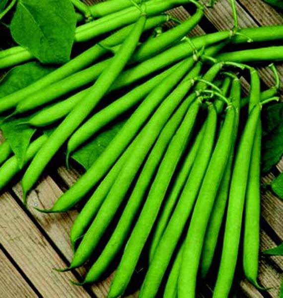Top Crop Bean - Blessings Grow Meadows