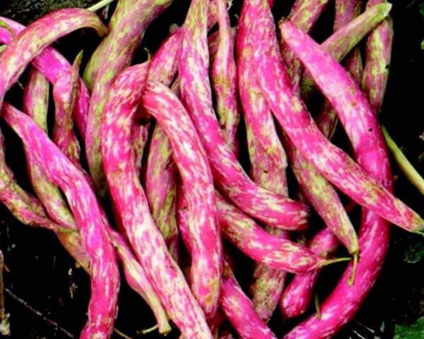 Vermont Cranberry Bean Seeds - Blessings Grow Meadows