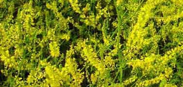Yellow Blossom Sweet Clover - Blessings Grow Meadows