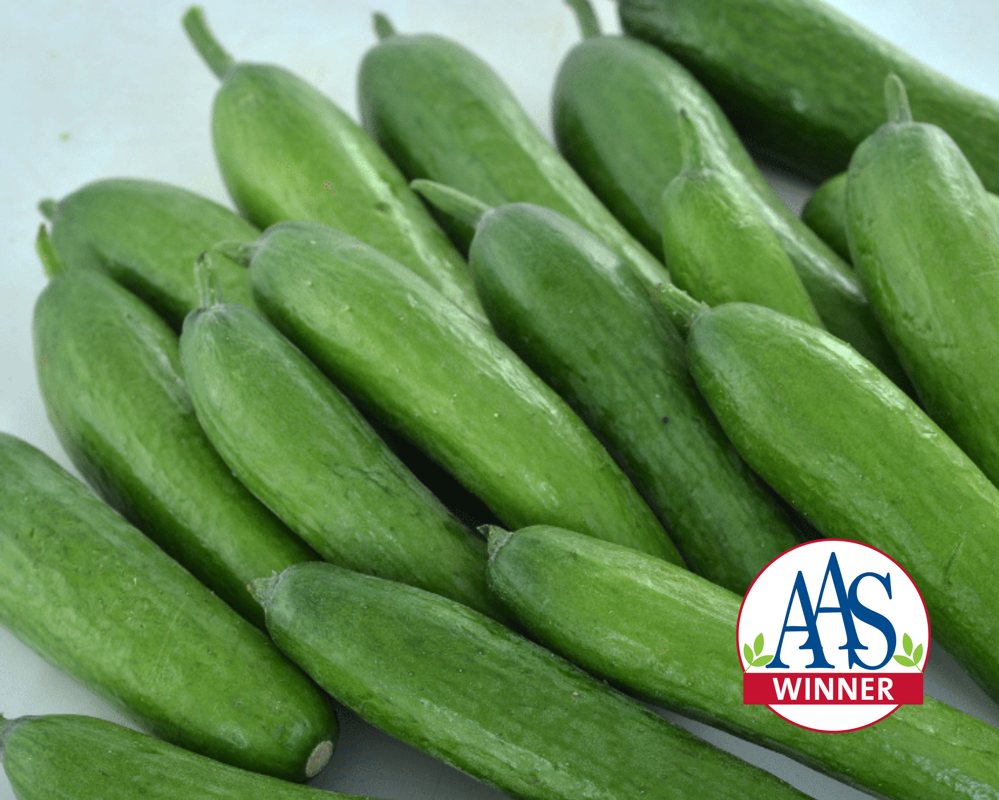 Green Light Hybrid Cucumber Seeds - Blessings Grow Meadows