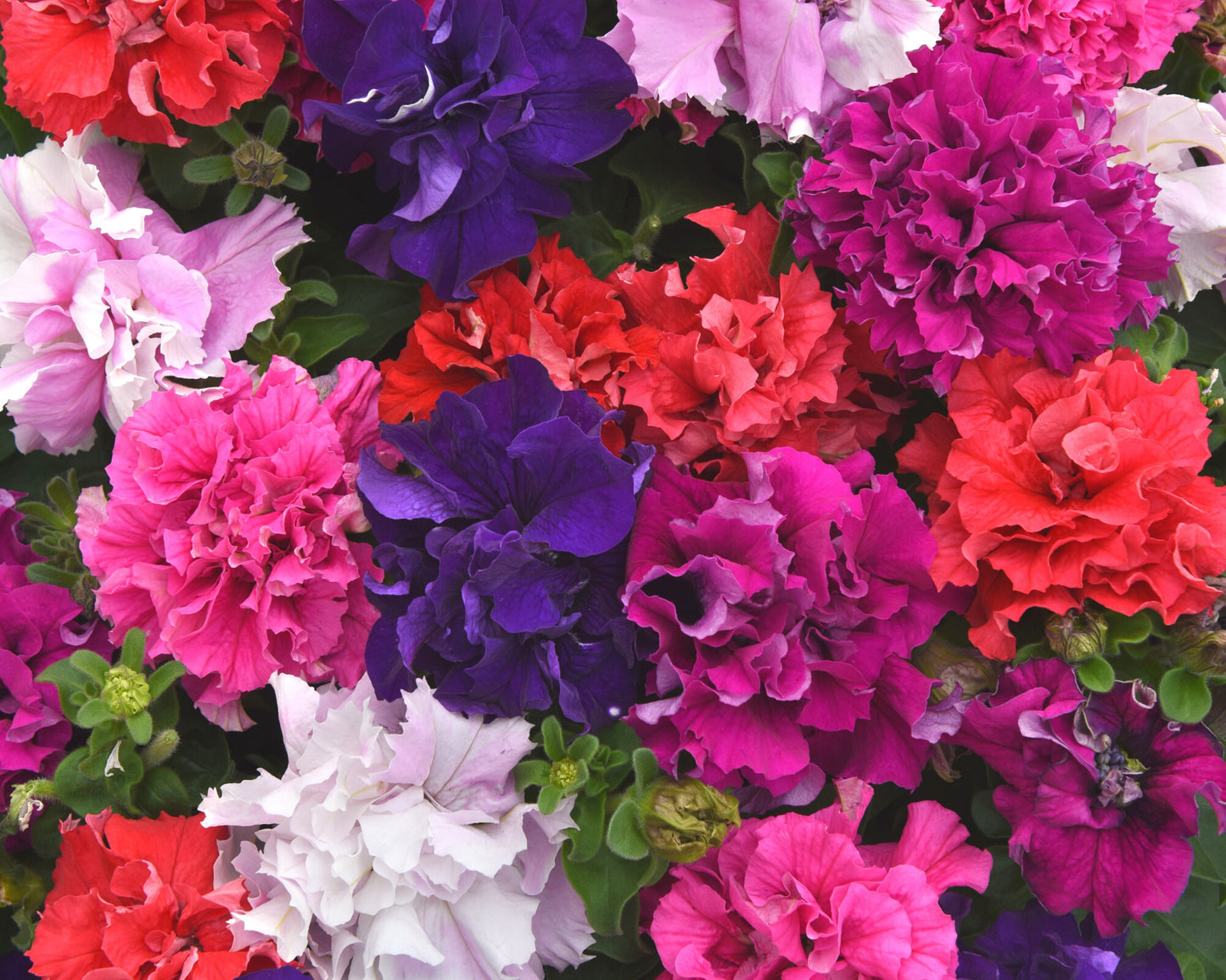 Double Cascade Grandiflora Hybrid Mix Petunia - Blessings Grow Meadows