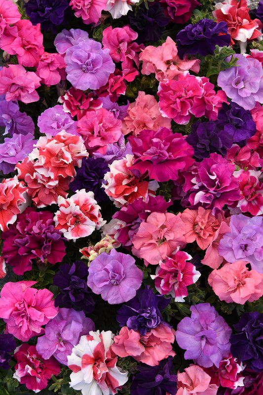 Double Madness Floribunda Hybrid Mix Petunia Seeds - Blessings Grow Meadows