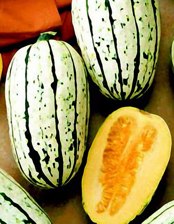 Bush Delicata Winter Squash Seeds - Blessings Grow Meadows