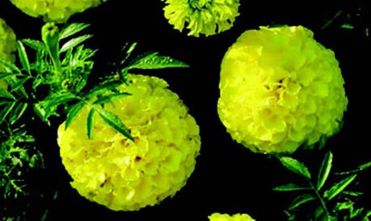 First Lady Hybrid Marigold Seeds - Blessings Grow Meadows