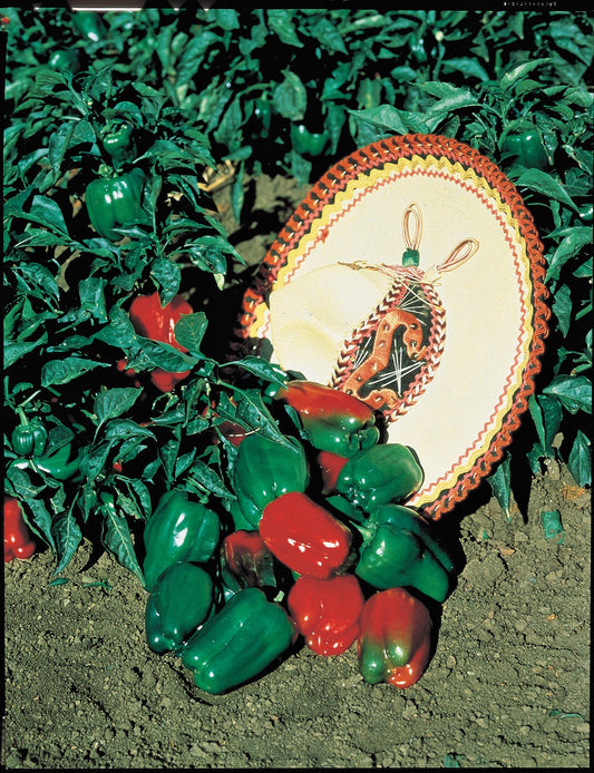 Mexibell Hybrid Pepper Seeds - Blessings Grow Meadows