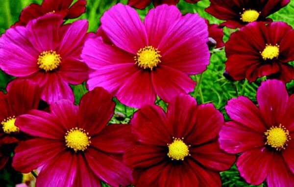 Rubinato Cosmos Seeds - Blessings Grow Meadows