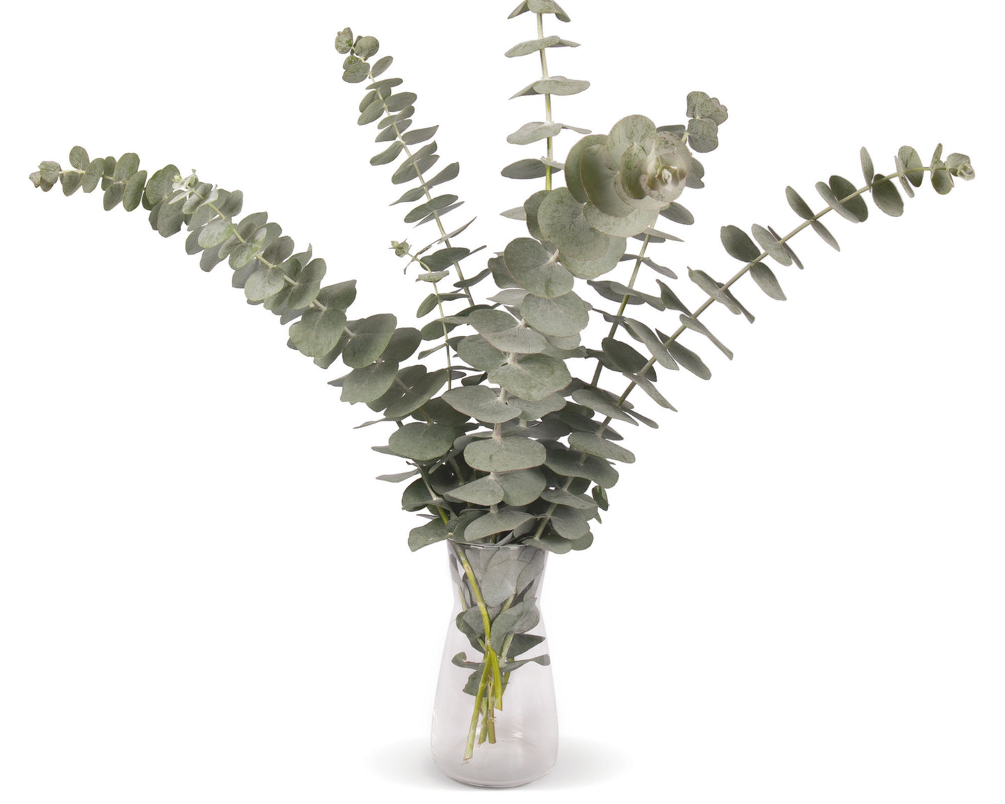 Silver Dollar Eucalyptus Cinerea Seeds - Blessings Grow Meadows