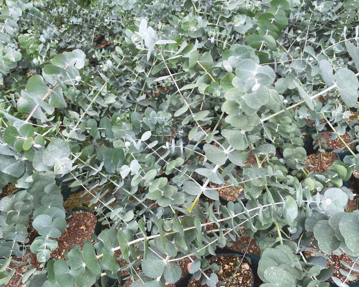 Silver Dollar Eucalyptus Cinerea Seeds - Blessings Grow Meadows