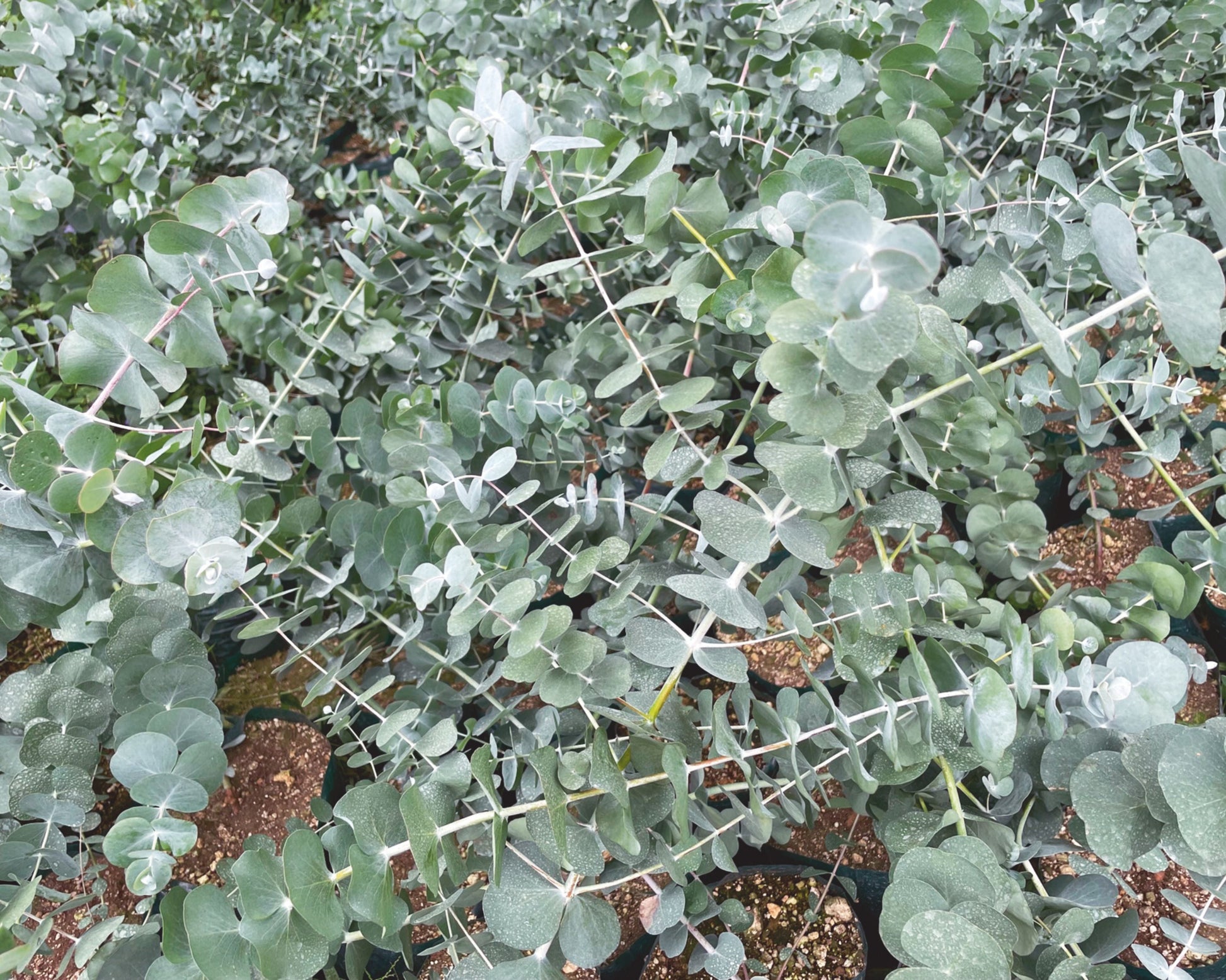 Silver Dollar Eucalyptus Cinerea Seeds - Blessings Grow Meadows