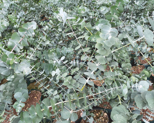 Silver Dollar Eucalyptus Cinerea Seeds - Blessings Grow Meadows