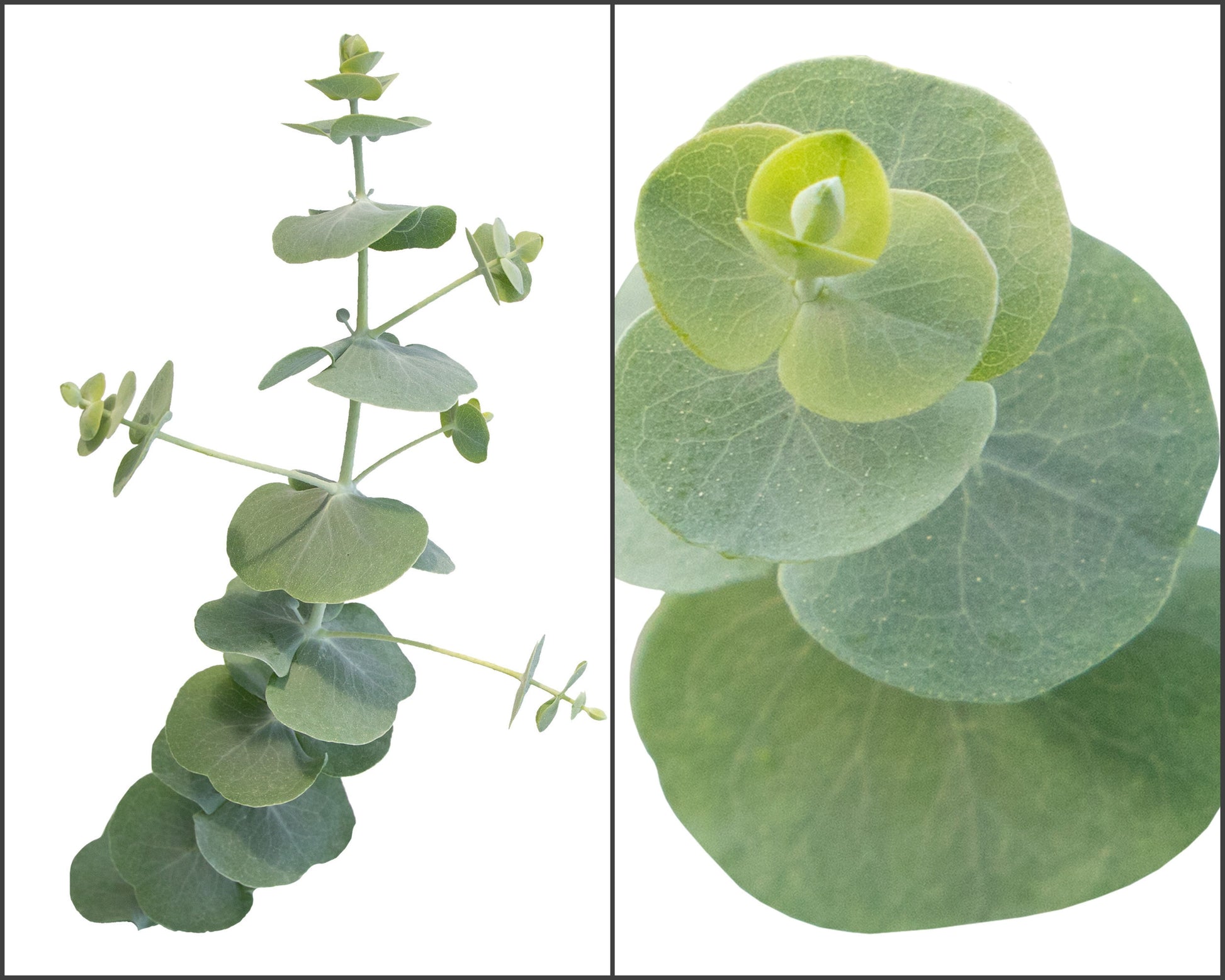 Silver Dollar Eucalyptus Cinerea Seeds - Blessings Grow Meadows