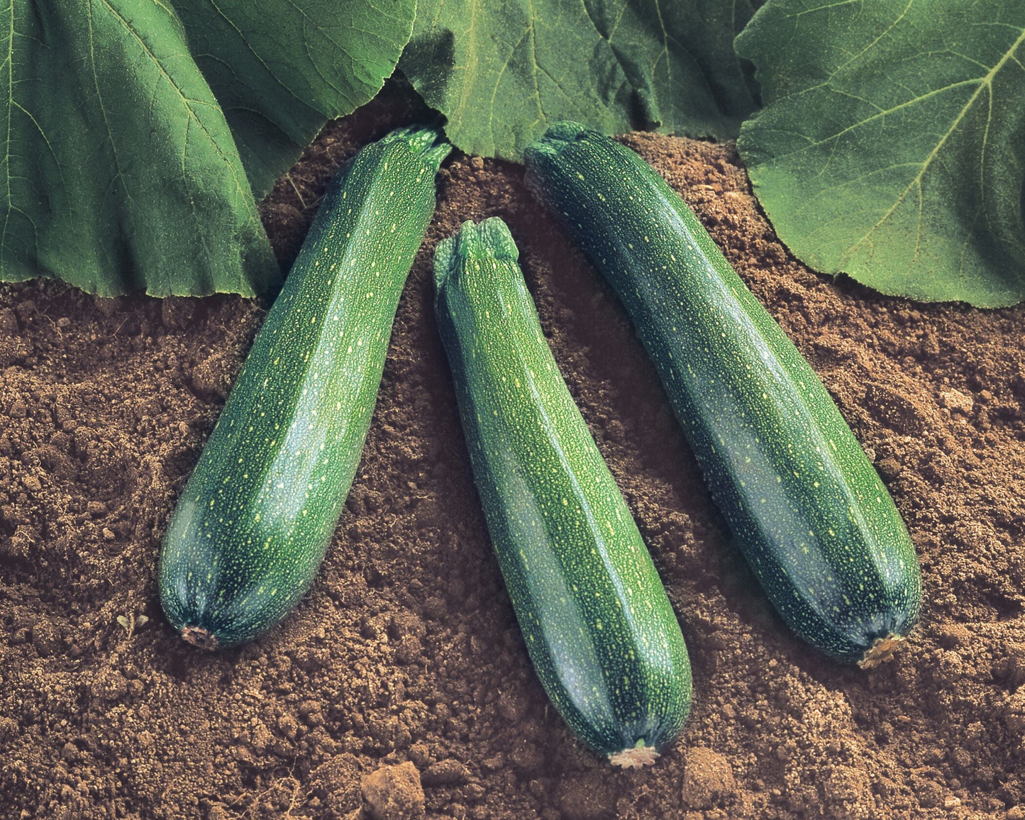 Spineless Beauty Hybrid Zucchini Seeds - Blessings Grow Meadows